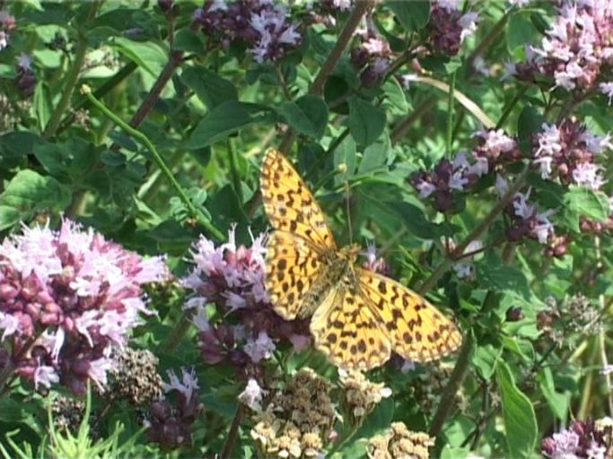 Magerrasen-Perlmutterfalter ( Boloria dia ) : Kaiserstuhl, 14.07.2006